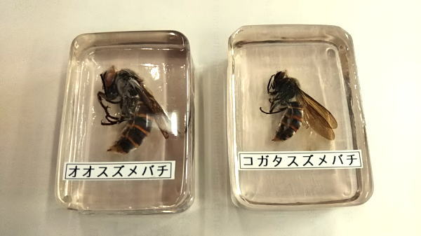 オオスズメバチ・コガタスズメバチの樹脂標本