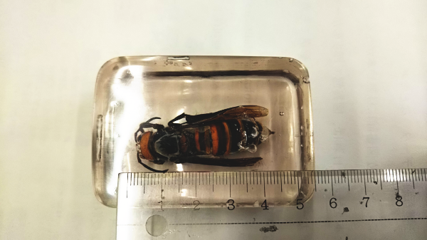 【オオスズメバチ】女王蜂と定規の写真　40mmは超えています