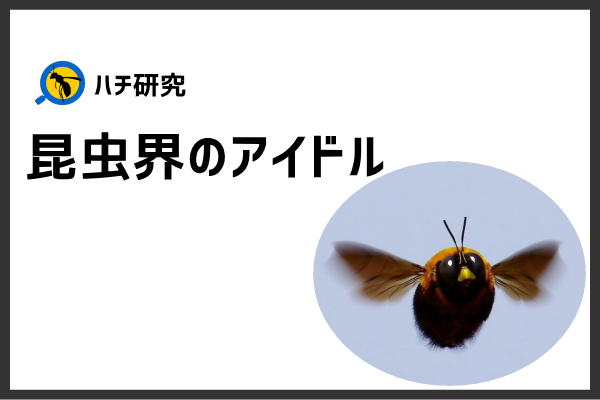 丸々モフモフ 可愛すぎる昆虫界のアイドル クマバチ にズームイン