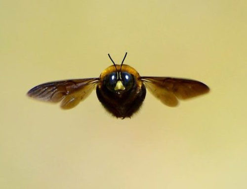 丸々モフモフ 可愛すぎる昆虫界のアイドル クマバチ にズームイン